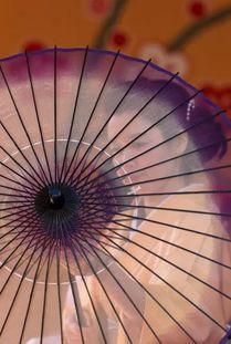 相合伞,探索科技与自然的和谐共生之道