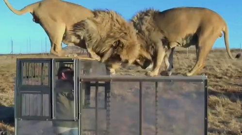 狮子释放,揭秘野生动物的自由与挑战